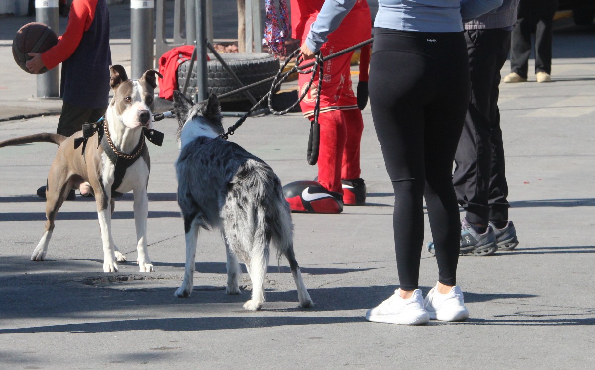 Autoridades de Torreón recomiendan que paseos de mascotas sean por la mañana o al caer la tarde  | Roberto Amaya