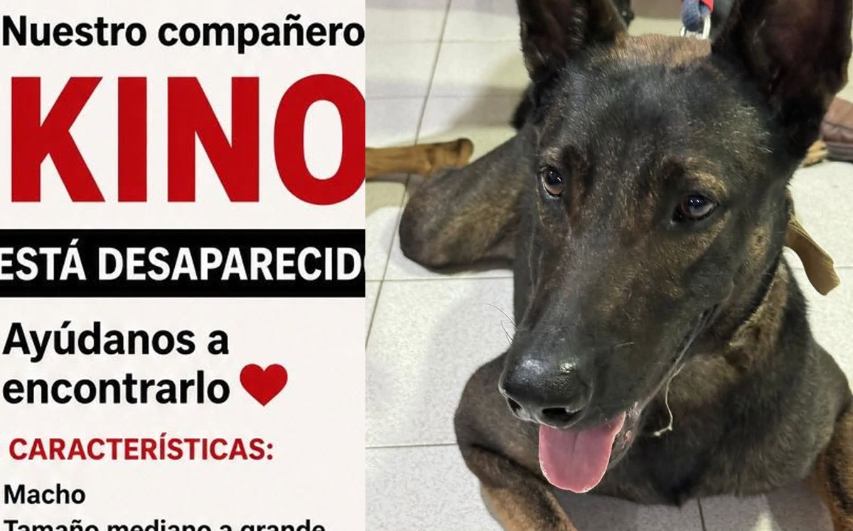 Piden ayuda para localizar a Kino antes de que su salud empeore. | Foto: Redes sociales