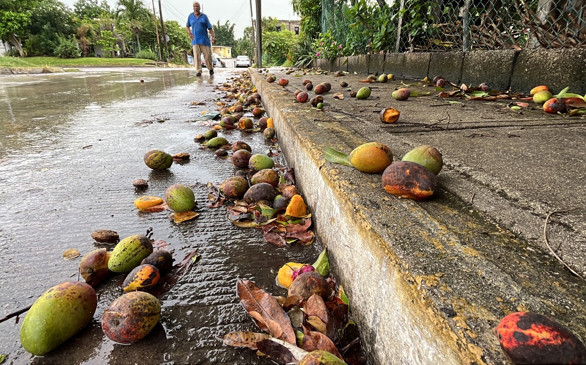 En Tampico el verano significa que las banquetas se llenen de mangos, que se echan a perder. | Foto: Yazmín Sánchez