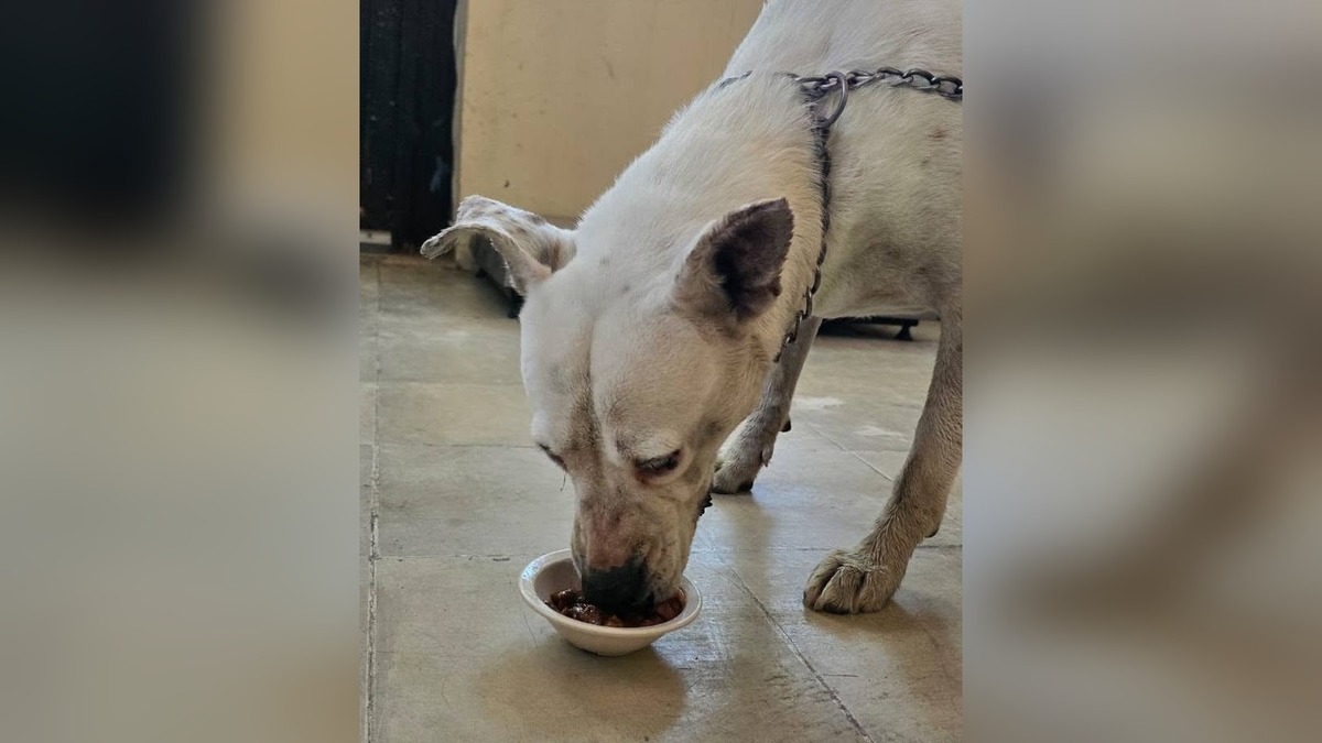 En Durango, Defensoría exige penas más severas por maltrato animal. | Cortesía: Defensoría Animalista.