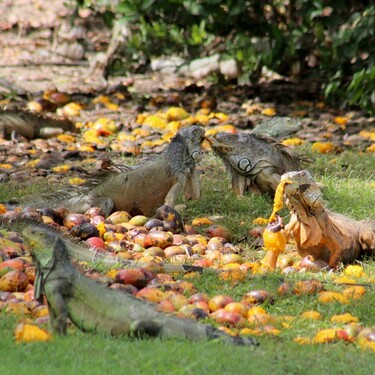Iguanas se dan un banquete de mango en la Laguna del Carpintero. | Foto: Yazmín Sánchez