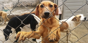Dos hombres fueron vinculados a proceso por asesinar con un arma de fuego a dos perros en distintos hechos.