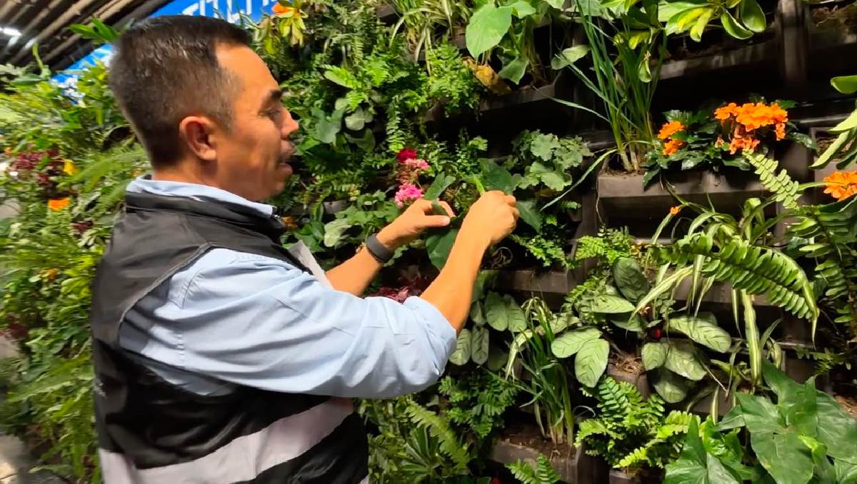 Los muros verdes fueron colocados como parte de una iniciativa de infraestructura sustentable.| Especial
