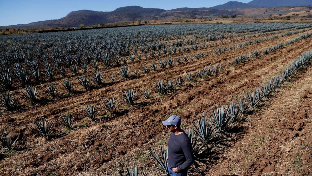 Los productores mezcaleros sufieron extorsiones en Michoacán de parte de los hermanos Sierra. | Foto: Archivo
