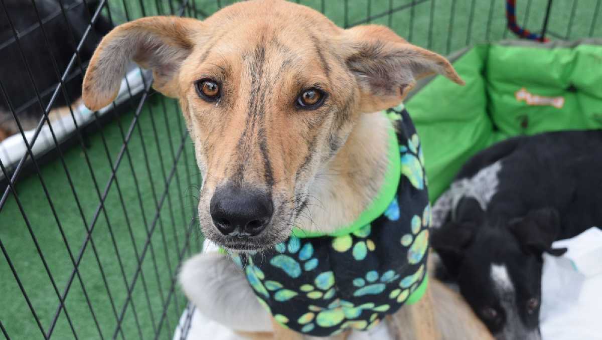 Los Destinos Futboleros promueven la adopción responsable de perritos en Edomex. Foto: Especial
