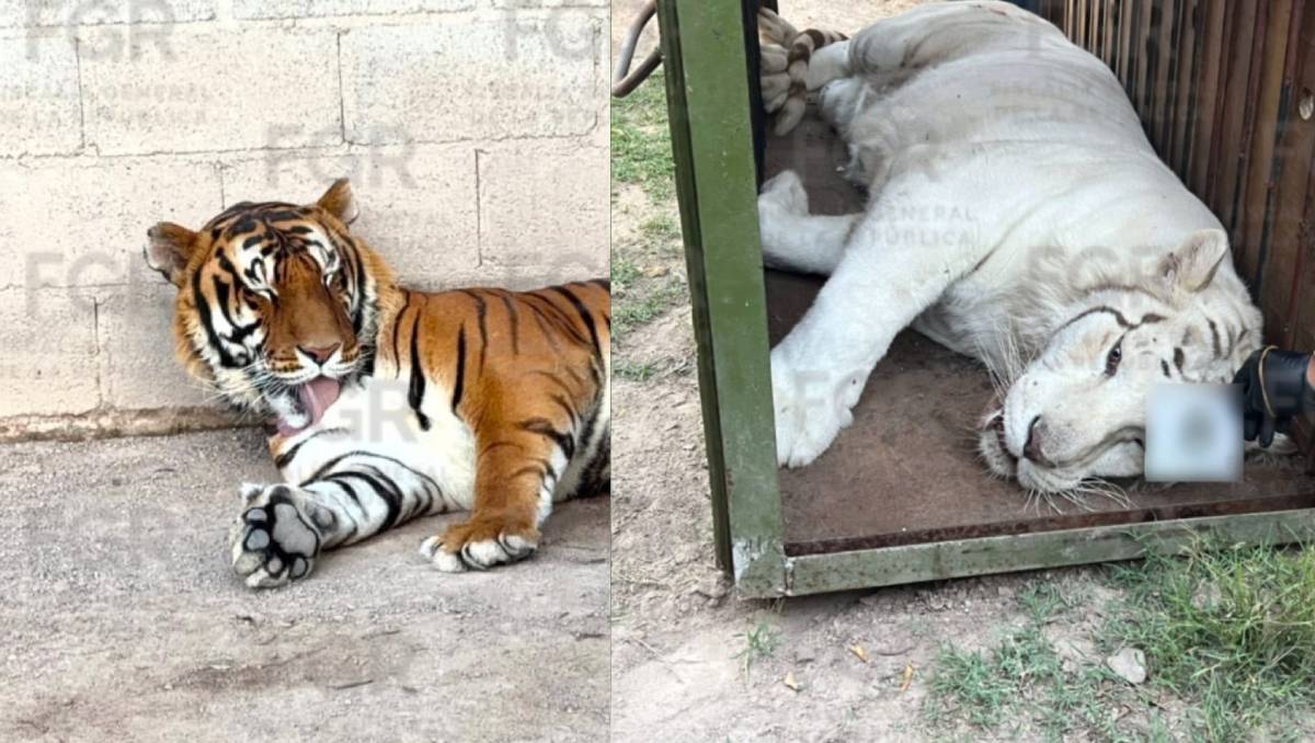 El Ejército, la Guardia Nacional y la FGR aseguraron tigres en la propiedad. | Foto: Especial