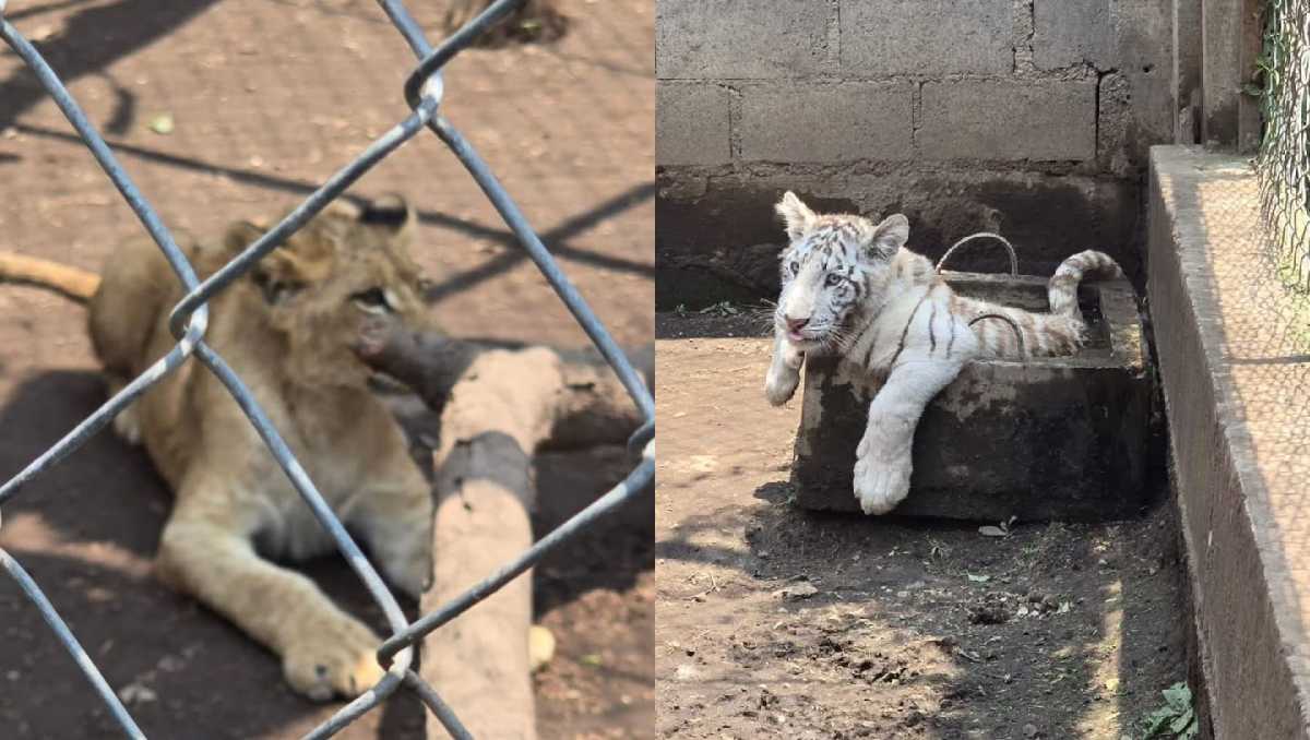 En el inmueble de San Gregorio Cuautzingo localizaron al menos 10 animales exóticos. | Foto: FGJEM