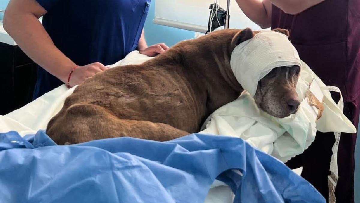 Investigan maltrato animal en Puebla; perro tuvo que ser sacrificado | Especial
