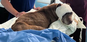 Investigan maltrato animal en Puebla; perro tuvo que ser sacrificado