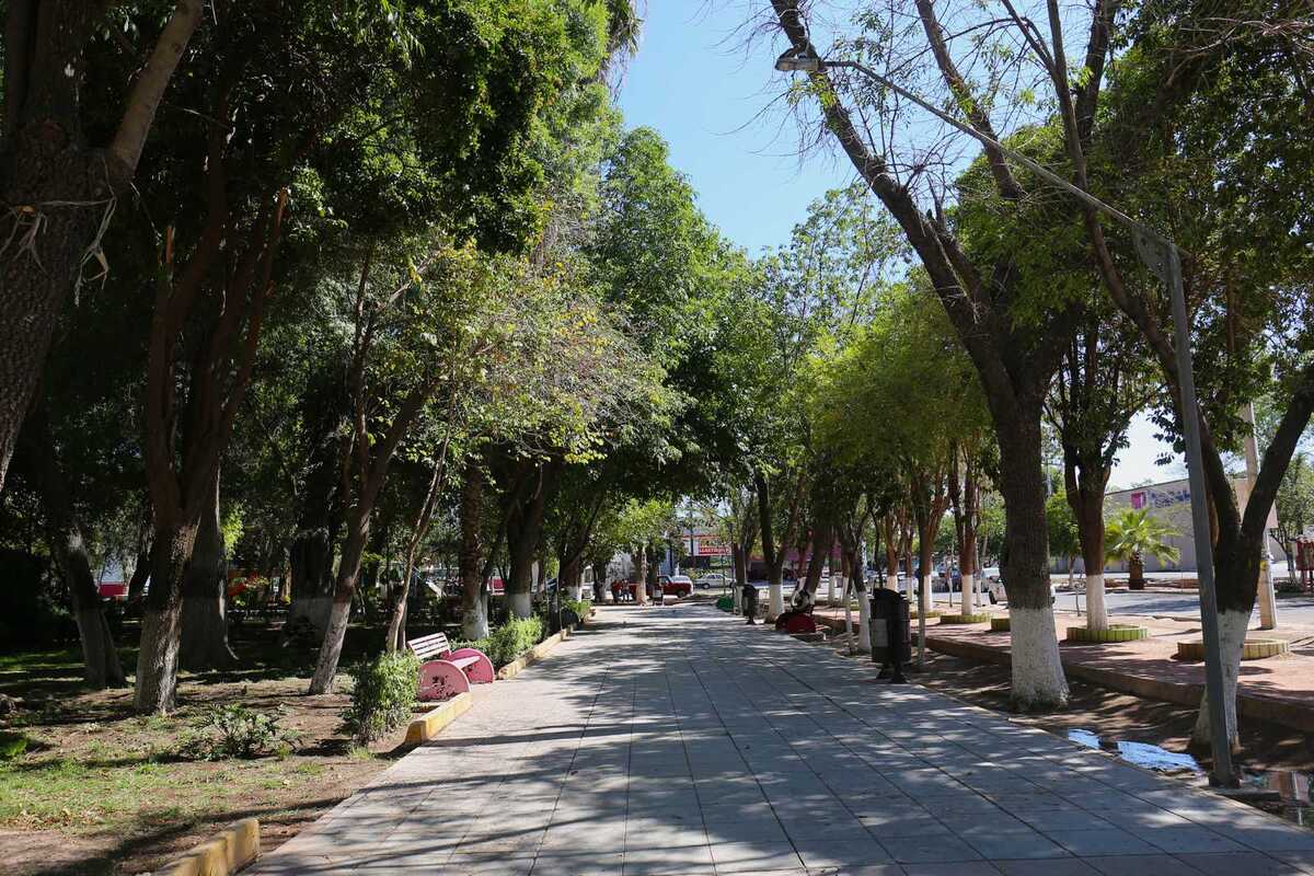Con apenas 3 metros cuadrados de áreas verdes por habitante, autoridades y especialistas impulsan un plan de reforestación.| Rolando Riestra.