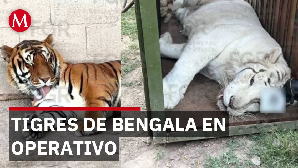 Operativos contra el cartel de Sinaloa: Zambada y Mallito Flaco en la mira de autoridades