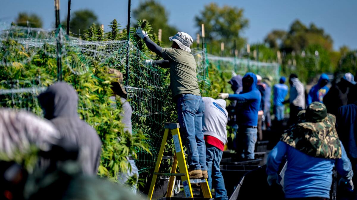 La producción legal de mariguana en Colorado enfrenta una fuerte caída tras años de la legalización recreativa. | Especial