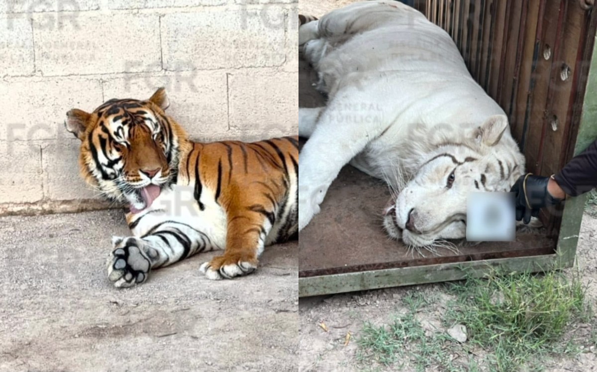 Realizan cateo en Durango y aseguran animales exóticos. | Fotos cortesía FGR