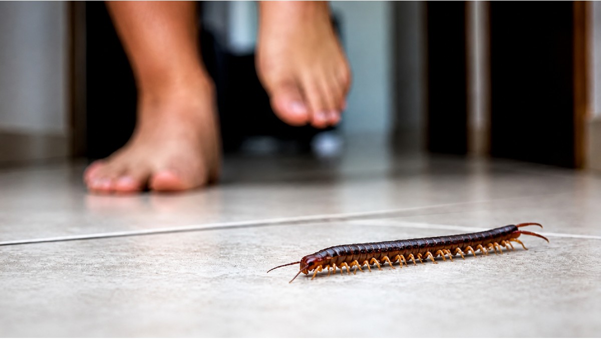 Durante la temporada de calor, los ciempiés suelen ingresar a los hogares en busca de lugares húmedos y oscuros. (Milenio IA)