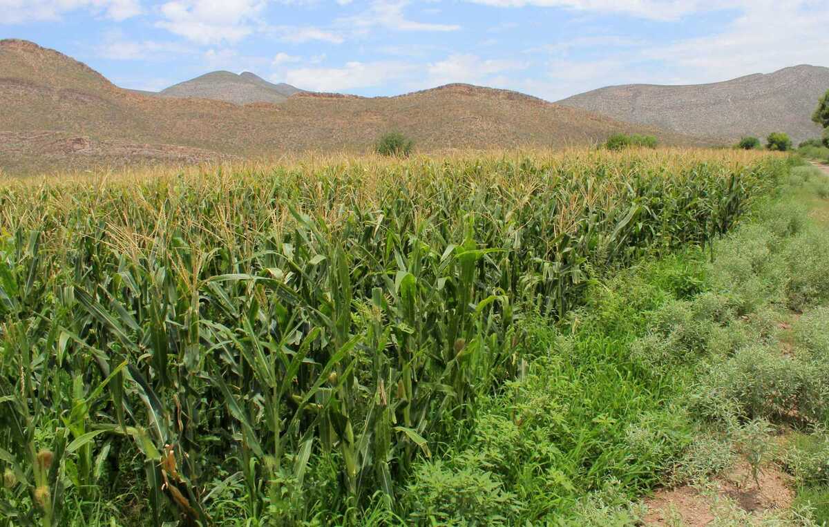 Campesinos de los tres perímetros de riego solicitaron la intervención del gobierno  para evitar una baja en el precio del sorgo y maíz.|Roberto Amaya