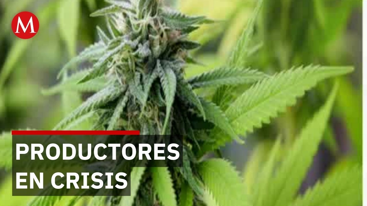 Colorado: once años de legalización de marihuana terminan en crisis económica por exceso de oferta