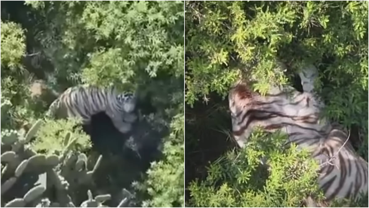 El felino se encontraba al interior del Centro de Conservación y Protección de la Vida Silvestre de la Semarnat. | Especial