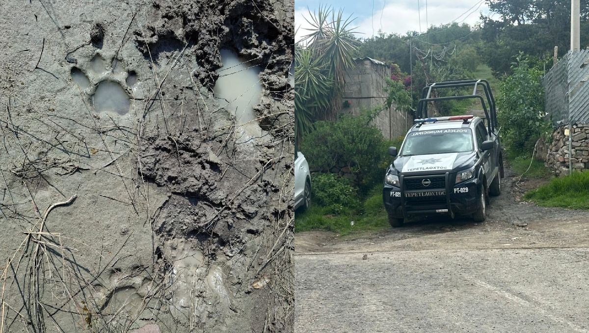 Las huellas del tigre blanco fueron localizadas a 700 metros del refugio de donde se escapó. | Foto: Zuleyma García y Juan Camacho