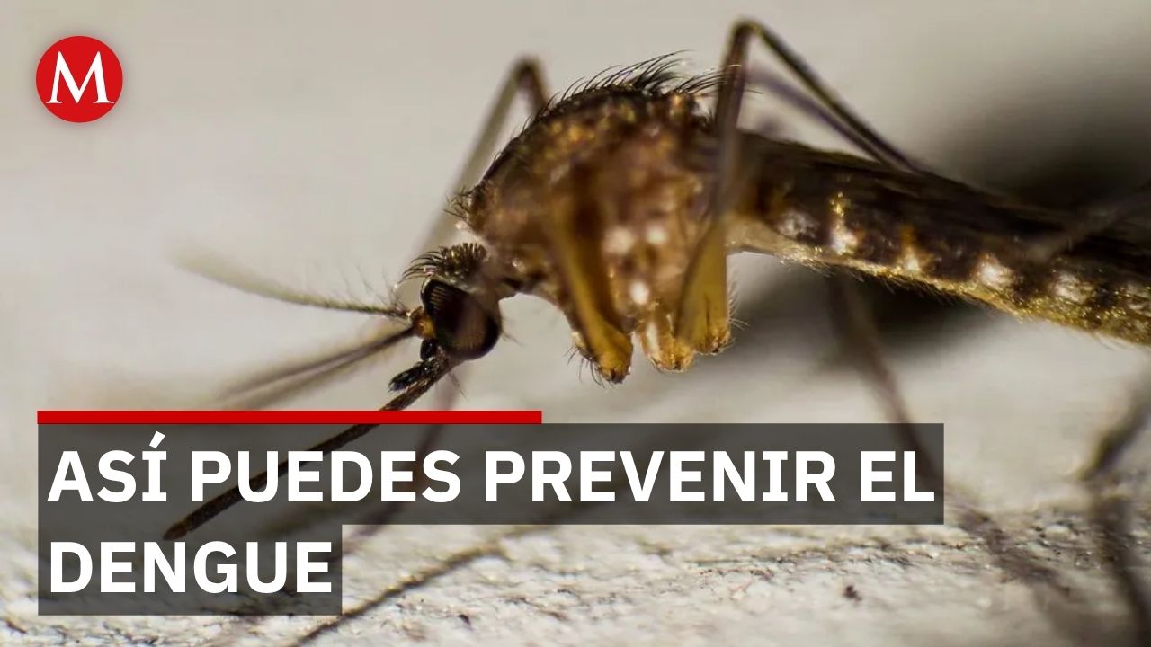 Tamaulipas mantiene baja incidencia de dengue, pero intensifica medidas preventivas