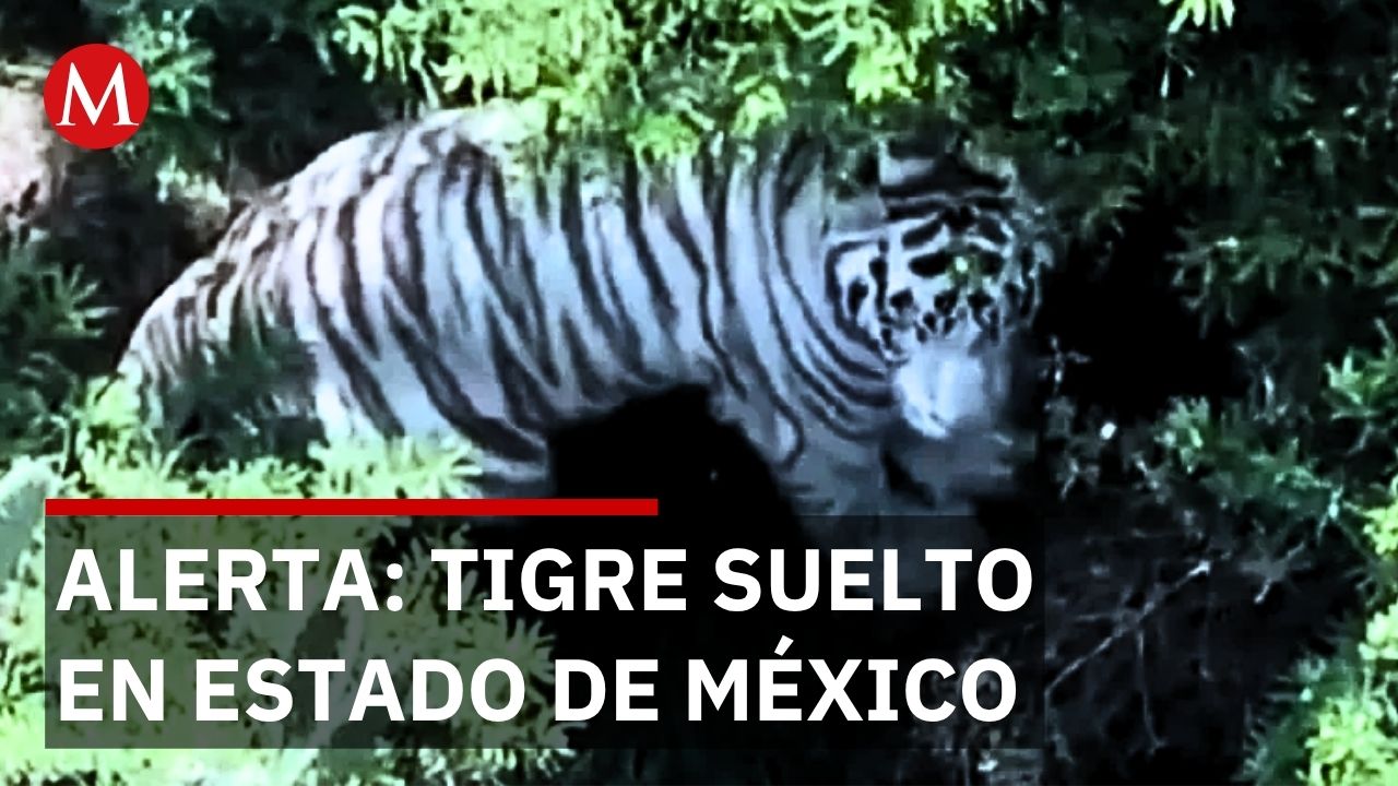 Autoridades intentan capturar tigre blanco tras más de 60 horas de búsqueda en Estado de México