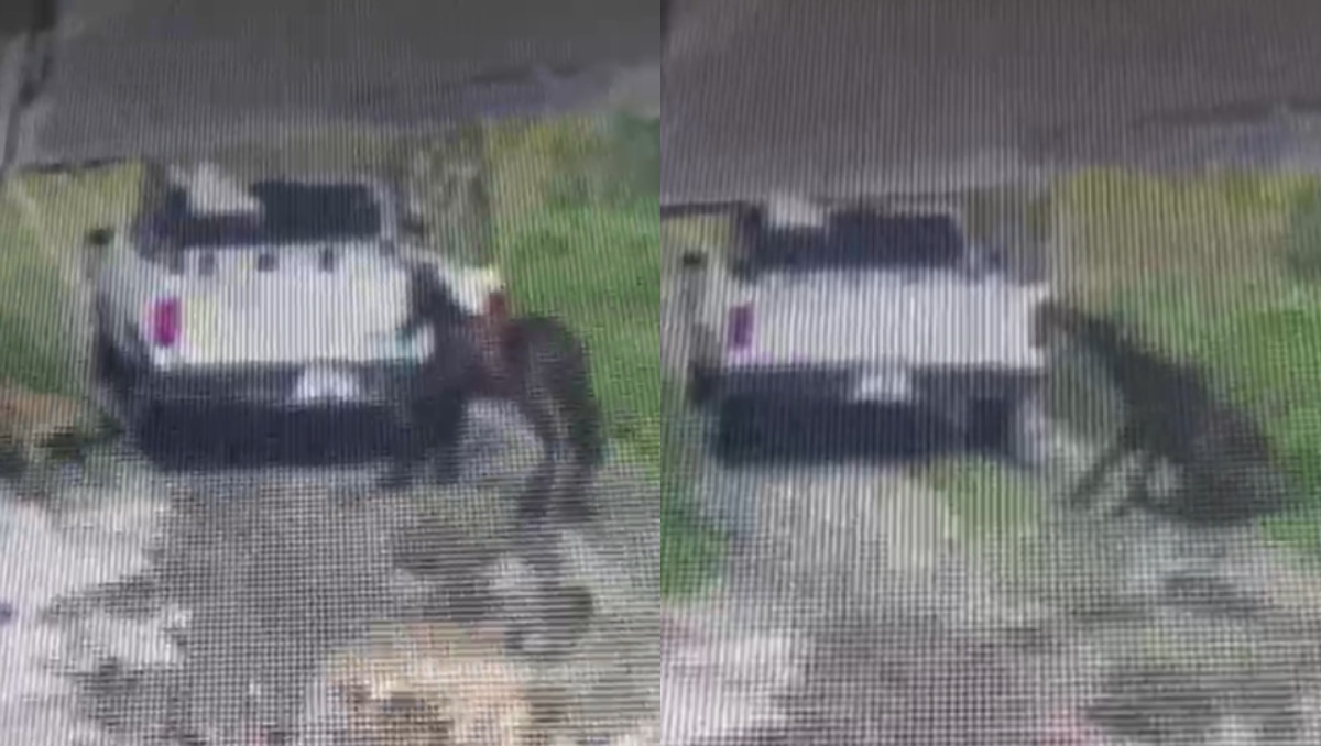 Buscan a presunto responsable de maltrato contra un caballo en Texmelucan | Especial