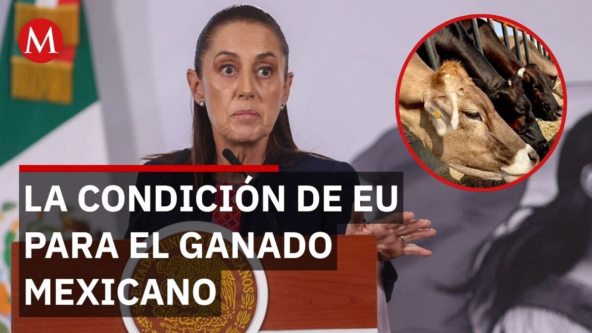 Ganado mexicano a EU dependerá de planta de moscas, señala Sheinbaum