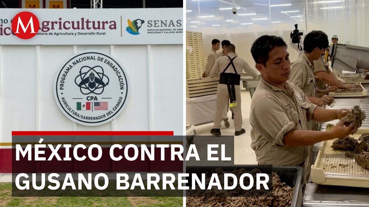 Inauguran planta de moscas estériles en Chiapas para extinguir al gusano barrenador