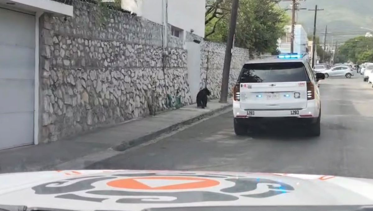 El avistamiento se reportó en una área habitacional y comercial. Especial