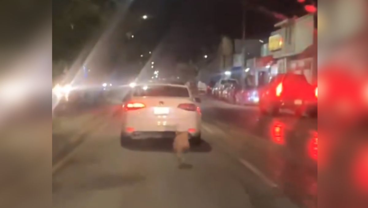 Captan en video abandono de un perro durante tormenta. | Cortesía de Defensoria Animalista Laguna