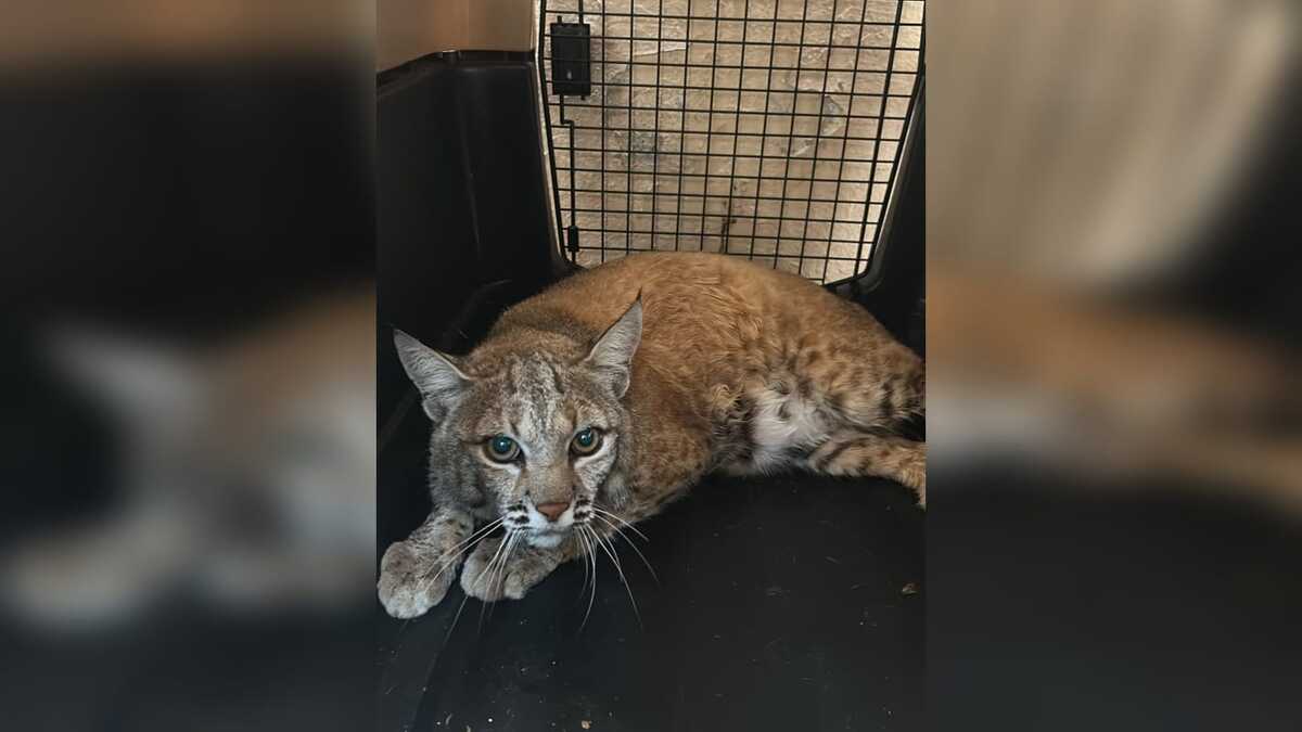 En Durango, Profepa atiende a cinco felinos asegurados en cateos. | Foto: cortesía Pofepa.