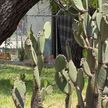 Fallece hombre en parque en la colonia Moderna en Monterrey
