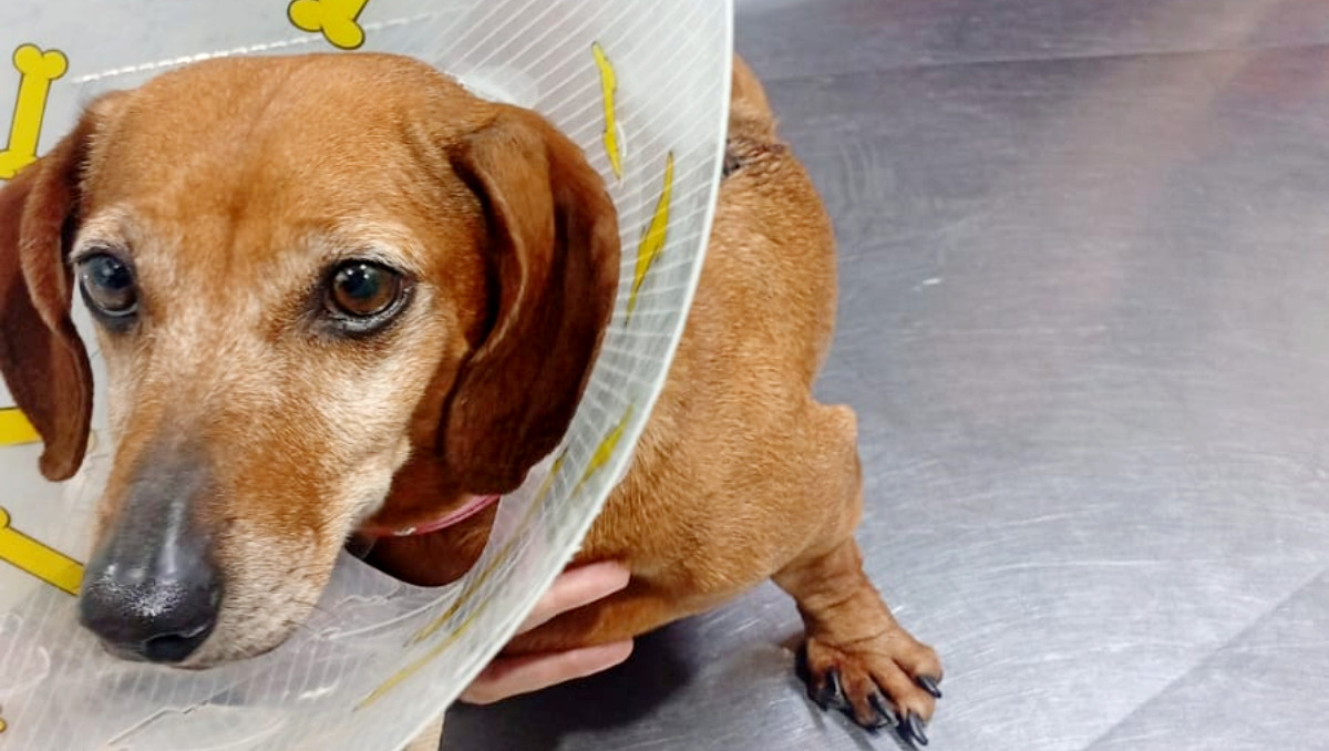 Kalua: Exigen justicia para perrita herida en Puebla | Especial