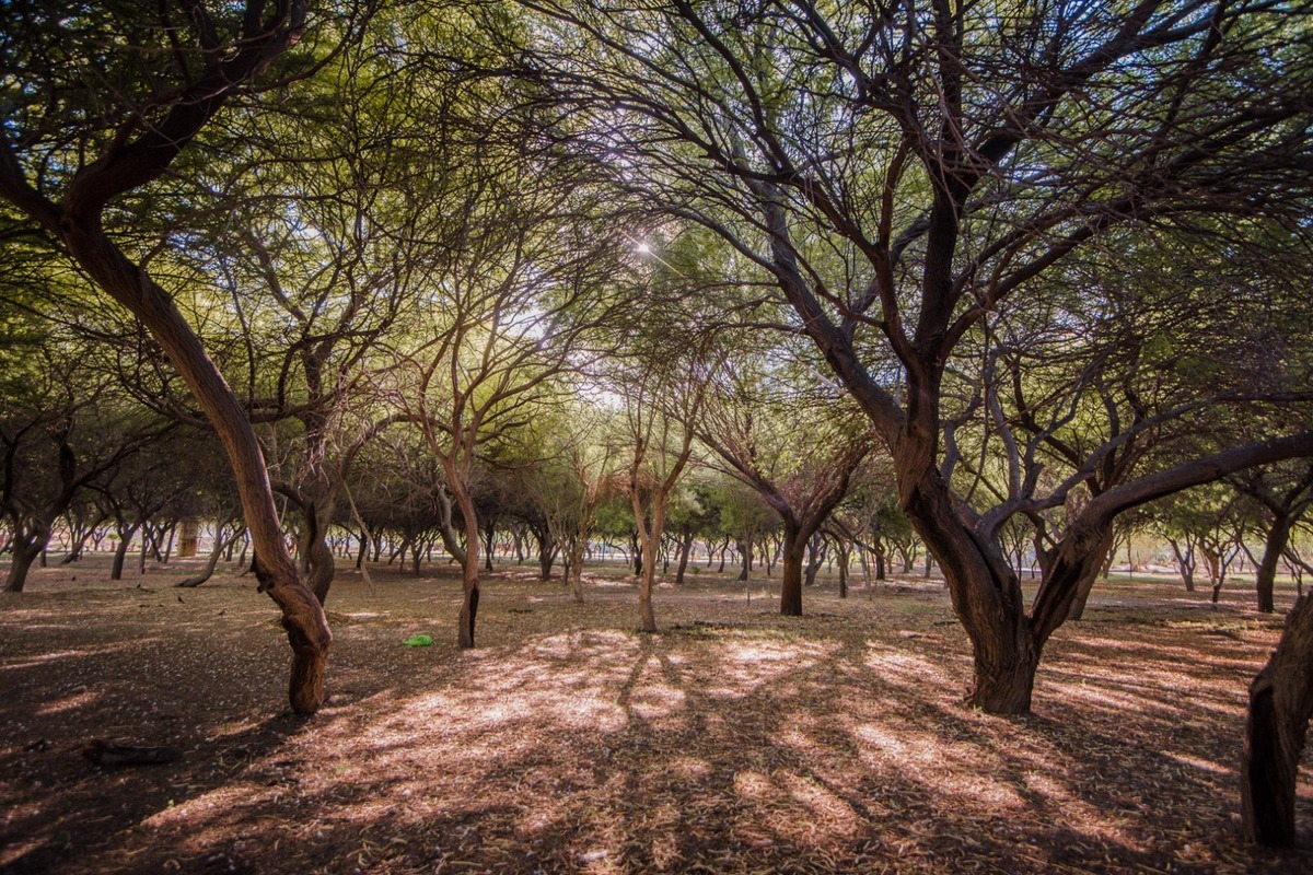 En Torreón, Peñoles impulsa la reforestación en sus comunidades vecina. | Cortesía Peñoles.