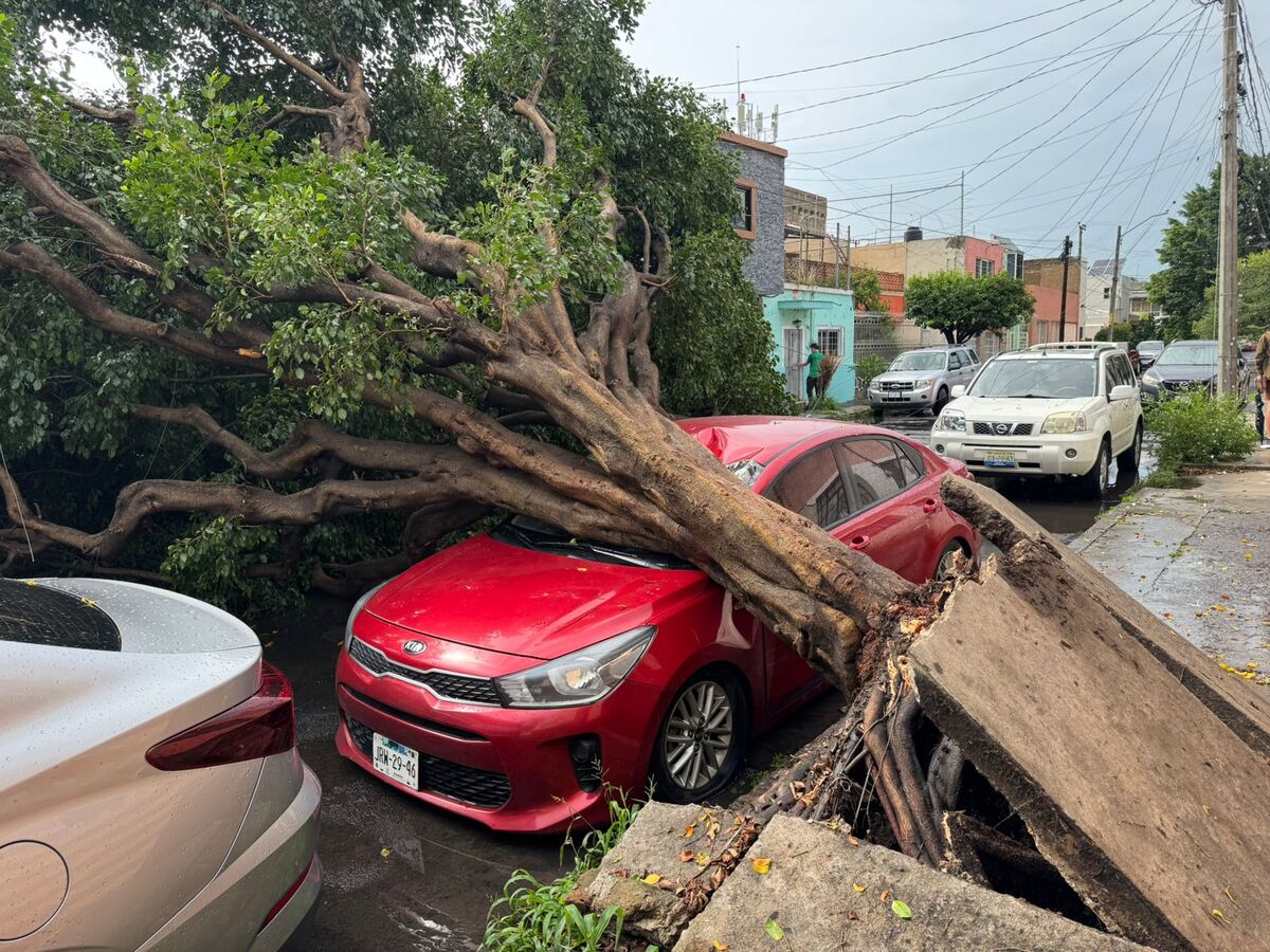 Árboles caídos y daños en vehículos dejó la lluvia de este jueves en Jalisco. (Usi Toledo)