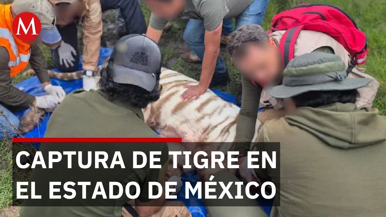 Capturan tigre de Bengala tras 5 días suelto en Estado de México; negocios y casas cerraron