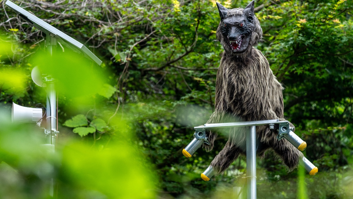 Dispositivo disuasorio robótico con forma de lobo en el exterior de una tienda de conveniencia en una zona rural de la ciudad de Kiryu. | AFP