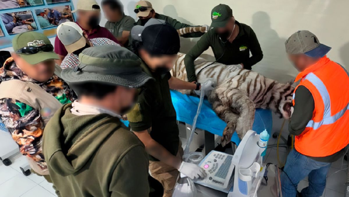 Un equipo de veterinarios atendió al tigre Kenzo tras el impacto de bala, pero no resistió. | Foto: Profepa