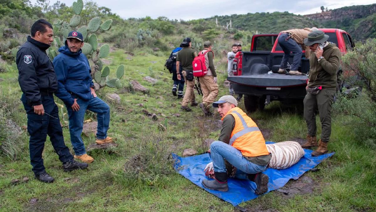 Reportan muerte Kenzo, tigre de bengala, tras operativo de rescate