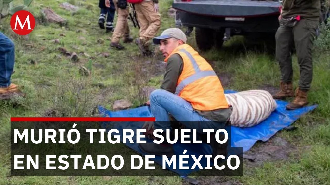 Tigre de bengala sedado en operativo de rescate llega vivo al refugio pero muere minutos después