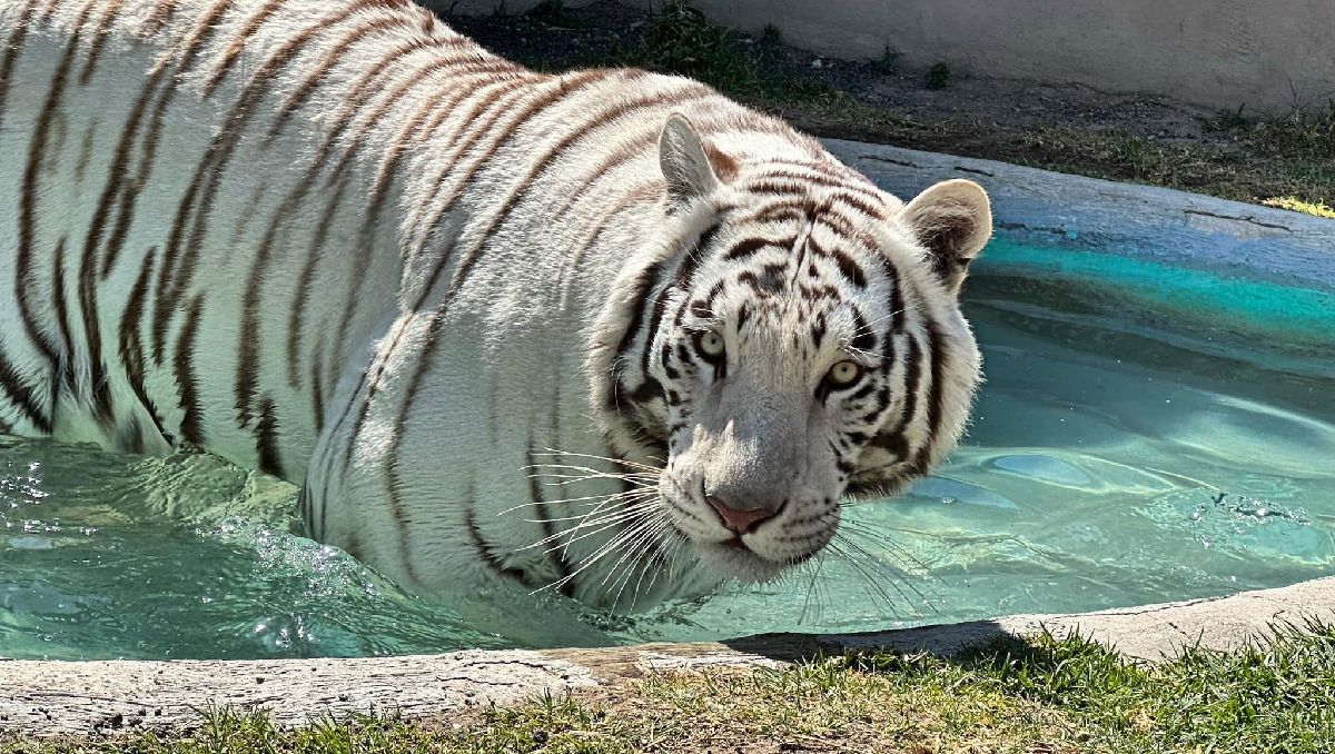 ¿Qué tan grande es un tigre de bengala blanco? Características
