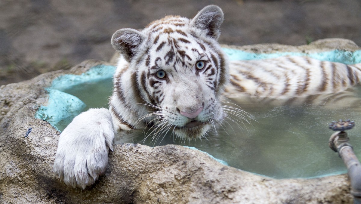 Tigres de Bengala en México. | Foto: Cuartoscuro