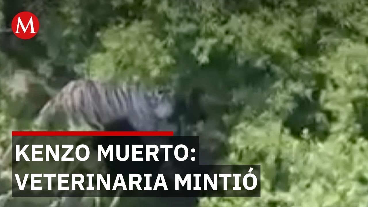 Veterinaria anunció que Kenzo estaba bien, horas después PROFEPA confirmó su muerte