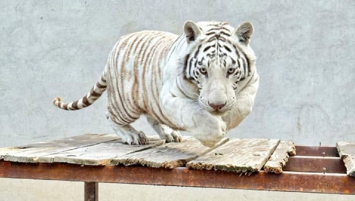 La veterinaria a cargo de la captura de Kenzo indicó que el operativo fue exitoso. Foto: Animal Experience México
