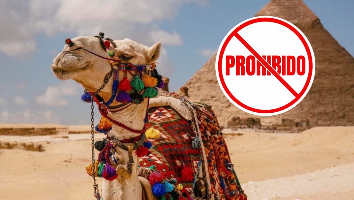 Egipto prohíbe paseos en camello en las Pirámides de Guiza │ Foto: Especial