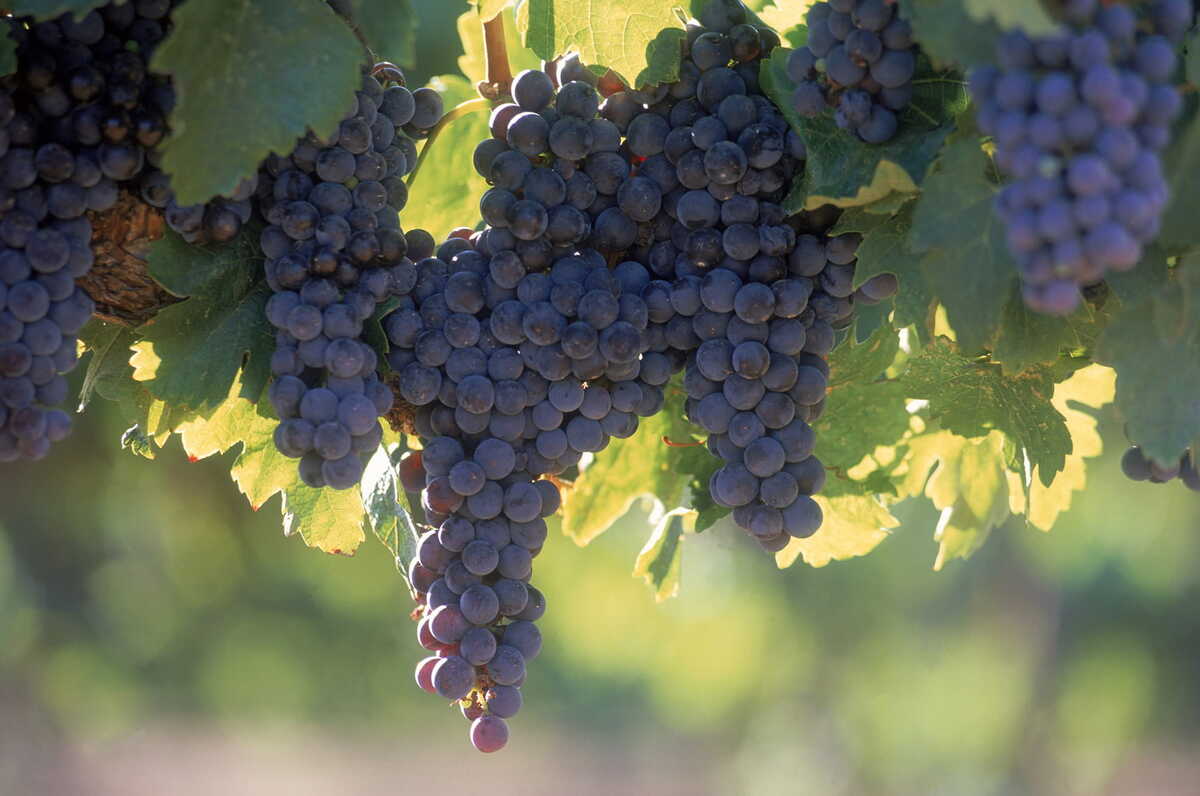 La línea Don Luis Selección Reservada integra cuatro vinos de BODEGAS CETTO: Terra, Concordia, Merlot y Viognier. (Cortesía)