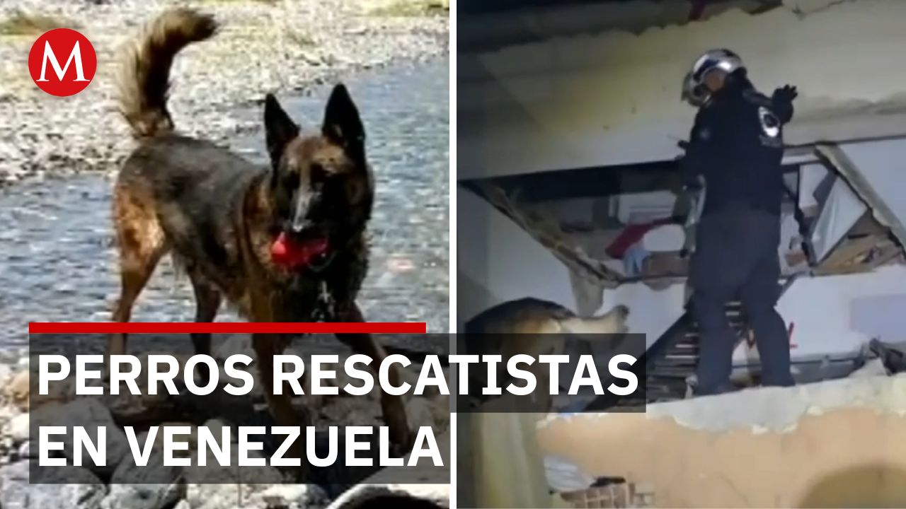 Perros rescatistas encuentran sobrevivientes en edificio colapsado tras terremoto en Venezuela