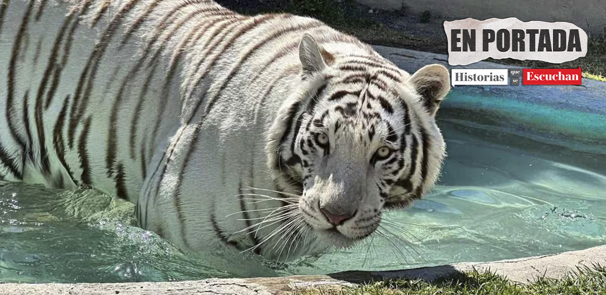 Profepa confirma muerte de tigre Kenzo tras impactos de bala