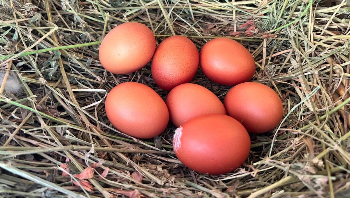 El huevo rojo es igual de nutritivo que el blanco y ha sido un producto de éxito para emprendedoras (Fátima Briceño)