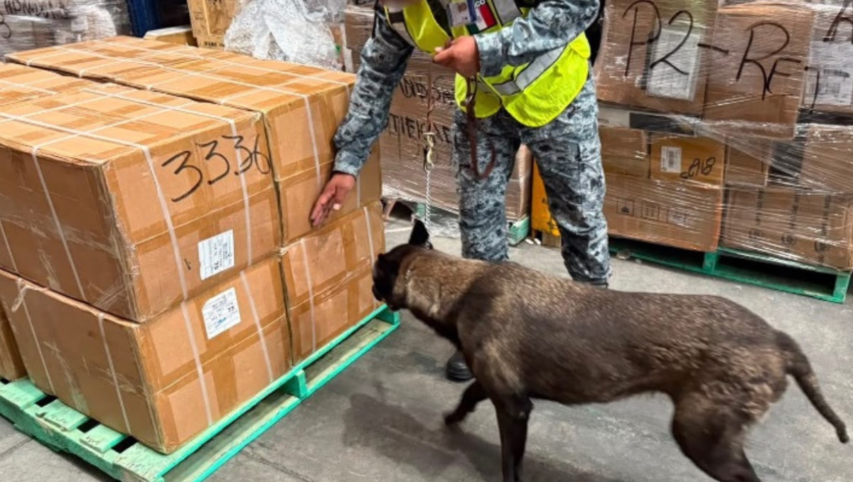Reconocimiento y detección con binomio canino. | Especial