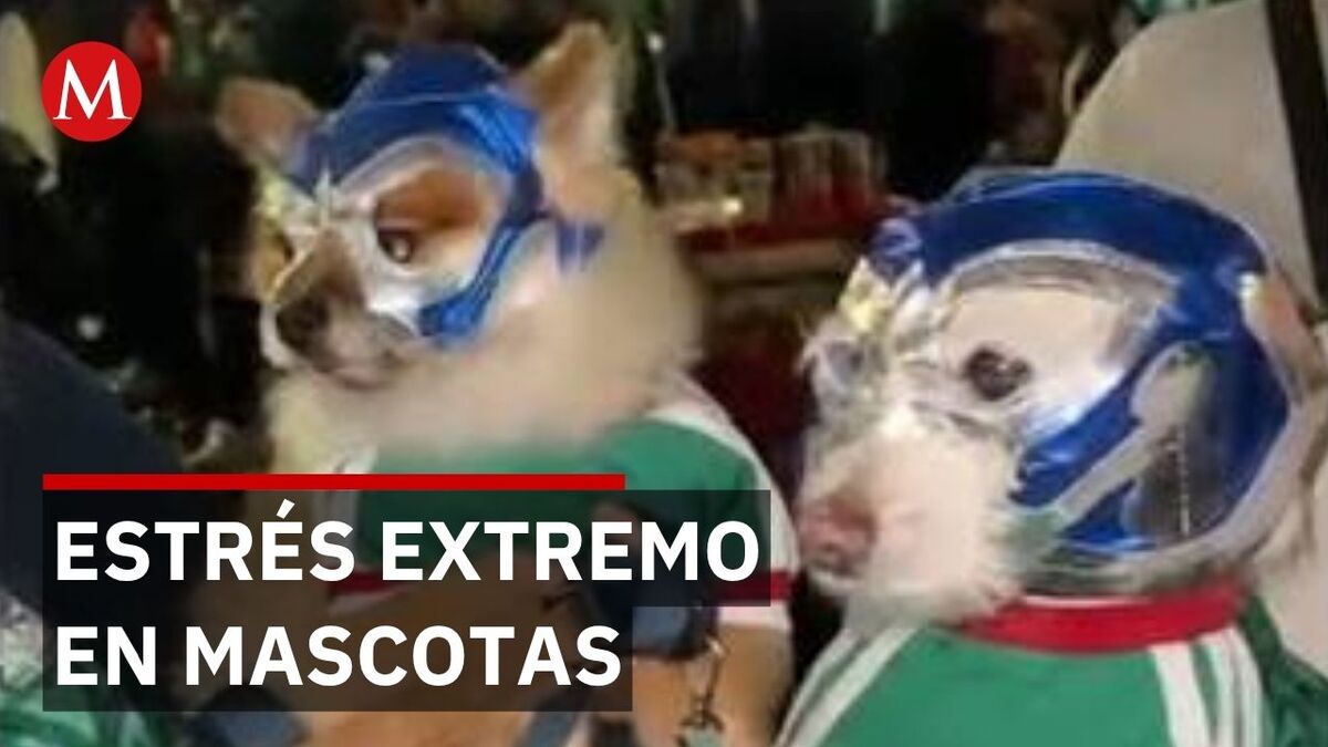 Veterinaria revela los daños que causa llevar perros a fiestas del mundial sin protección